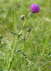 Einzelbild 7 Rätische Berg-Distel - Carduus defloratus subsp. tridentinus