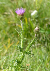Einzelbild 8 Rätische Berg-Distel - Carduus defloratus subsp. tridentinus