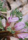 Einzelbild 6 Dorniger Tragant - Astragalus sempervirens
