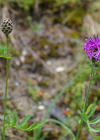 Einzelbild 2 Alpen-Skabiosen-Flockenblume - Centaurea scabiosa subsp. alpestris