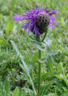 Einzelbild 3 Alpen-Skabiosen-Flockenblume - Centaurea scabiosa subsp. alpestris
