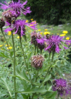 Einzelbild 4 Alpen-Skabiosen-Flockenblume - Centaurea scabiosa subsp. alpestris