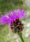 Einzelbild 1 Alpen-Skabiosen-Flockenblume - Centaurea scabiosa subsp. alpestris