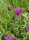 Einzelbild 7 Alpen-Skabiosen-Flockenblume - Centaurea scabiosa subsp. alpestris