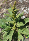 Einzelbild 1 Dickblättrige Kleinblütige Königskerze - Verbascum thapsus subsp. montanum
