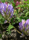Einzelbild 3 Tiroler Tragant - Astragalus leontinus