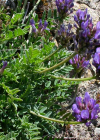 Einzelbild 4 Tiroler Tragant - Astragalus leontinus