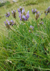 Einzelbild 8 Tiroler Tragant - Astragalus leontinus