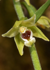 Einzelbild 1 Müllers Breitblättrige Stendelwurz - Epipactis muelleri