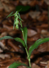 Einzelbild 2 Müllers Breitblättrige Stendelwurz - Epipactis muelleri