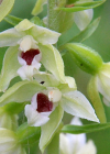 Einzelbild 4 Müllers Breitblättrige Stendelwurz - Epipactis muelleri