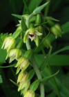 Einzelbild 5 Müllers Breitblättrige Stendelwurz - Epipactis muelleri
