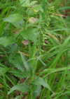 Einzelbild 6 Müllers Breitblättrige Stendelwurz - Epipactis muelleri