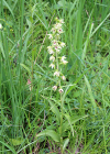 Einzelbild 8 Müllers Breitblättrige Stendelwurz - Epipactis muelleri