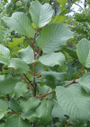 Einzelbild 5 Alpen-Kreuzdorn - Rhamnus alpina