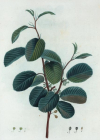 Einzelbild 8 Alpen-Kreuzdorn - Rhamnus alpina
