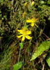 Einzelbild 1 Schönes Johanniskraut - Hypericum pulchrum