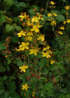 Einzelbild 3 Schönes Johanniskraut - Hypericum pulchrum