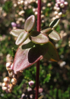Einzelbild 4 Schönes Johanniskraut - Hypericum pulchrum