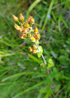 Einzelbild 5 Schönes Johanniskraut - Hypericum pulchrum