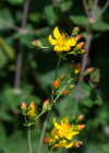 Einzelbild 6 Schönes Johanniskraut - Hypericum pulchrum