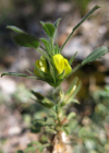 Einzelbild 1 Zierliche Hauhechel - Ononis pusilla