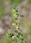 Einzelbild 5 Zierliche Hauhechel - Ononis pusilla