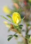 Einzelbild 6 Zierliche Hauhechel - Ononis pusilla