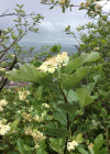Einzelbild 3 Berg-Mehlbeerbaum - Sorbus mougeotii