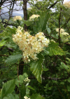 Einzelbild 1 Berg-Mehlbeerbaum - Sorbus mougeotii