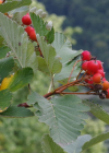 Einzelbild 4 Berg-Mehlbeerbaum - Sorbus mougeotii