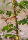 Einzelbild 6 Reichstachelige Rose - Rosa spinosissima