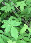 Einzelbild 2 Feld-Rose - Rosa arvensis