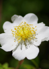 Einzelbild 6 Feld-Rose - Rosa arvensis