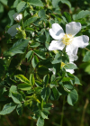 Einzelbild 7 Feld-Rose - Rosa arvensis