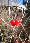 Einzelbild 8 Gemeiner Schneeball - Viburnum opulus