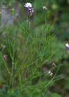 Einzelbild 8 Gemeine Nachtviole - Hesperis matronalis