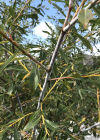 Einzelbild 1 Reif-Weide - Salix daphnoides