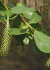 Einzelbild 5 Lorbeer-Weide - Salix pentandra