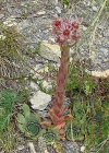 Einzelbild 8 Dach-Hauswurz - Sempervivum tectorum