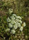 Einzelbild 2 Hirschwurz - Peucedanum cervaria