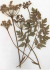 Einzelbild 3 Hirschwurz - Peucedanum cervaria