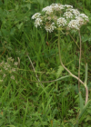 Einzelbild 8 Hirschwurz - Peucedanum cervaria