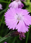 Einzelbild 4 Grenobler Nelke - Dianthus gratianopolitanus
