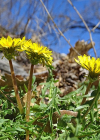Einzelbild 4 Glatter Löwenzahn - Taraxacum laevigatum aggr.