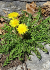 Einzelbild 5 Glatter Löwenzahn - Taraxacum laevigatum aggr.