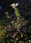 Einzelbild 5 Steinkresse - Hornungia petraea