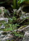 Einzelbild 7 Steinkresse - Hornungia petraea