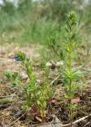 Einzelbild 4 Dillenius' Ehrenpreis - Veronica dillenii