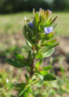 Einzelbild 8 Frühlings-Ehrenpreis - Veronica verna